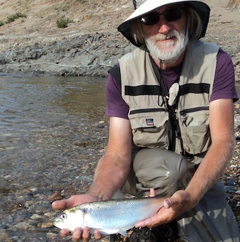 Fly fishing for Shad